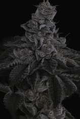 Sin City Seeds Nuclear Power