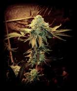 Sin City Seeds SourJefe