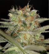 Sin City Seeds TheREM