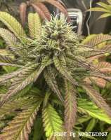 Skunk Devil Genetics Alkemy