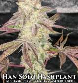 Skunk House Genetics Han Solo Hashplant