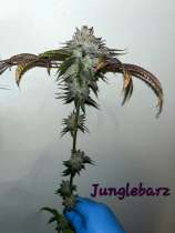 Smart Plug Cultivars Junglebarz