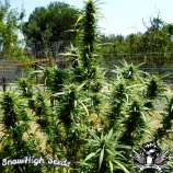 SnowHigh Seeds Holy Diver