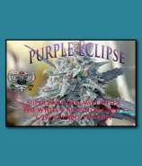 SnowHigh Seeds Purple Eclipse