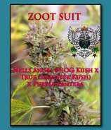 SnowHigh Seeds Zoot Suit