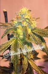 Socal Seed Vault High School Sweetheart Breath F2 x Wedding Cake