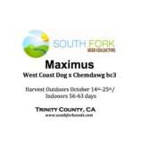 South Fork Seed Collective Maximus