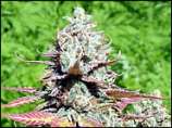 Spice of Life Seeds Sweet Tooth #3