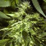 Spliff Seeds Fast Bud Outdoor