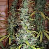 Spliff Seeds Skunk no.1