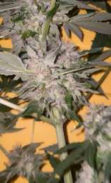 Stoner Genetics Super Throat Glue