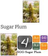 Stoney Girl Gardens Sugar Plum