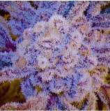 Sunken Treasure Seeds Highmac F2