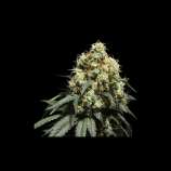 Super Sativa Seed Club Bruce Lemon Diesel