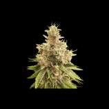 Super Sativa Seed Club Golden Apple Haze