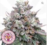 Supernaturalseeds.uk Ice Cream Cake