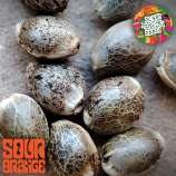 Supernaturalseeds.uk Sour Orange