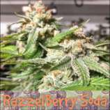 Superseed Company Razzleberry Soda