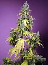 Sweet Seeds Jet Fuel Mandarine XL Auto