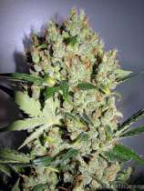 Team THCtalk Seeds White Diesel