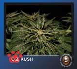 The Bulldog Seeds O.Z. Kush