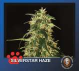Silverstar Haze