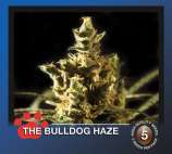 The Bulldog Seeds The Bulldog Haze