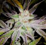 The Green Highlander Seeds Bank Frosty Glue