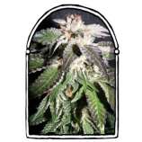 The KushBrothers Seeds Confidencial OG