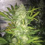 The KushBrothers Seeds Pandemia Auto