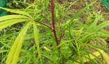 The Landrace Team Congo Red Stem