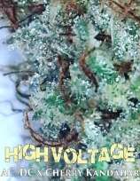 The Seed Kompany High Voltage