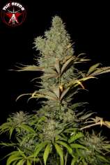 The iSeeds Super Critical