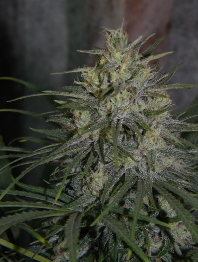 PanamaJam (Trip Seeds) :: Cannabis Strain Info