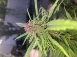 Trippy Kitty Cultivation Deadly Purple Widow