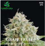 Turbo Flora Genetics Grape Fruit FV