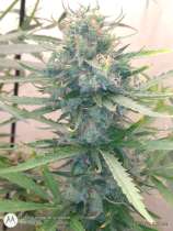 Turn It Up Genetics Sweet Diesel S1