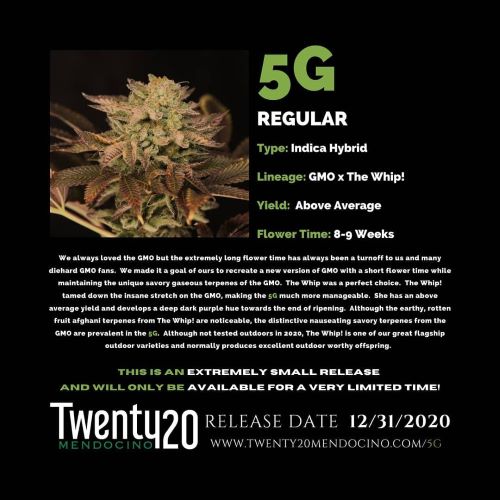 5G (Twenty 20 Genetics) :: Cannabis Strain Info