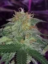 UFO Genetics Dream Maker