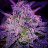 UFO Genetics Dreamland Bx1