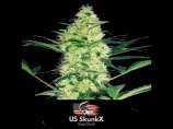 US SkunkX Diesel Critical