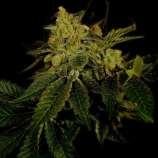 United Cannabis Seeds Black Domina Autoflower
