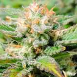 United Cannabis Seeds Black Jack Autoflower