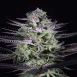 United Cannabis Seeds Blue Cookies