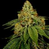 United Cannabis Seeds Bruce Banner Autoflower