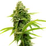 United Cannabis Seeds CBD Sour Lemon