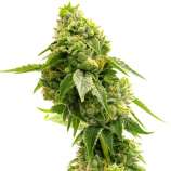 United Cannabis Seeds Gorilla Glue Lemon