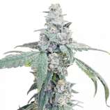 United Cannabis Seeds Gush Mints