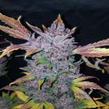 United Cannabis Seeds LSD Autoflower