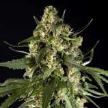 United Cannabis Seeds Lemon Autoflower